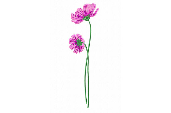 Pink Cosmos Flowers: A Designer’s Real-World Review